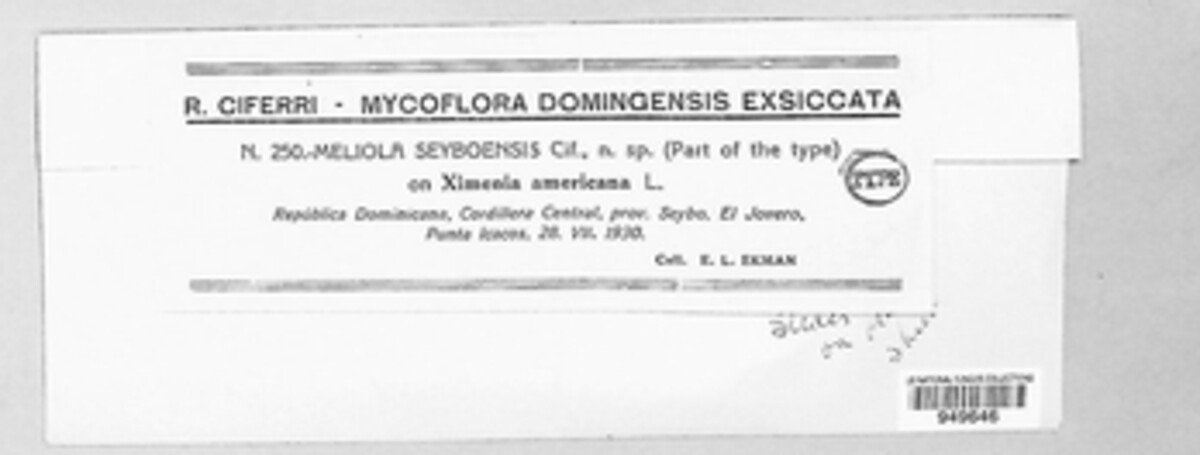 Meliola seyboensis image